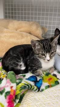 Baby -  Domestic Short Hair Cat for Adoption in Diamond Springs, California - Baby | PetCurious