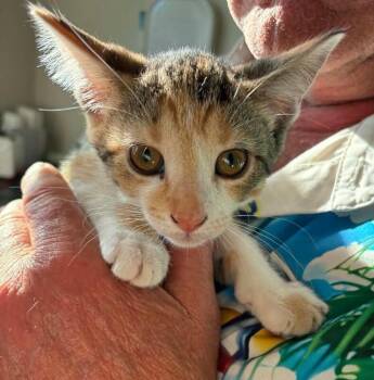Clair Clarion -  Domestic Short Hair Cat for Adoption in Grand Rapids, Michigan - Clair Clarion | PetCurious