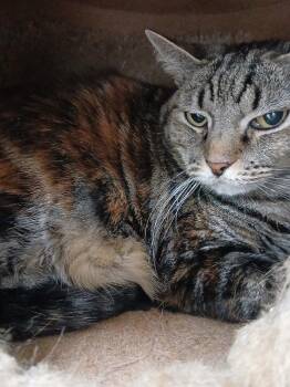 Domestic Short Hair Cats Available for Adoption in Fort Worth, Texas - Pepper | PetCurious