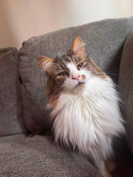 Gus -  Ragdoll and Domestic Medium Hair Cat for Adoption in Atwater, Ohio - Gus | PetCurious