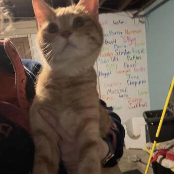 Domestic Short Hair Cats Available for Adoption - AUGUSTUS | PetCurious