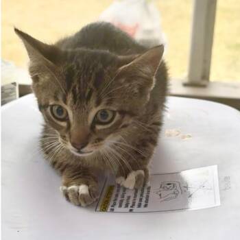 Domestic Short Hair Cats Available for Adoption - Piper | PetCurious