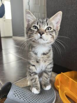 Staccato -  Domestic Short Hair Cat Available for Adoption in Calgary, Alberta - Staccato | PetCurious