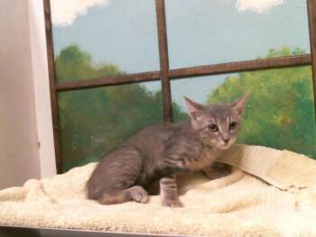 ROXANNNE -  Domestic Short Hair Cat for Adoption in Houston, Texas - ROXANNNE | PetCurious