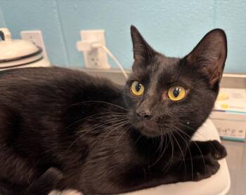 Gigi -  Domestic Short Hair Cat for Adoption in Frankfort, Kentucky - Gigi | PetCurious