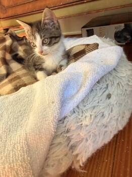 Linguine -  Domestic Short Hair Cat for Adoption in Herndon, Virginia - Linguine | PetCurious