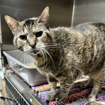 Granny Puckett LR5 -  Domestic Short Hair Cat for Adoption in Union, Missouri - Granny Puckett LR5 | PetCurious