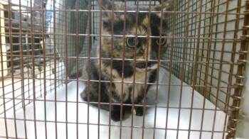 Domestic Short Hair Cats Available for Adoption in Doral, Florida - ZIGGY | PetCurious
