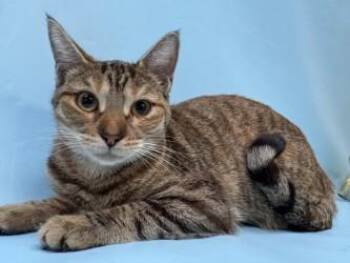 Cojack -  Domestic Short Hair Cat for Adoption in Golden Valley, Minnesota - Cojack | PetCurious