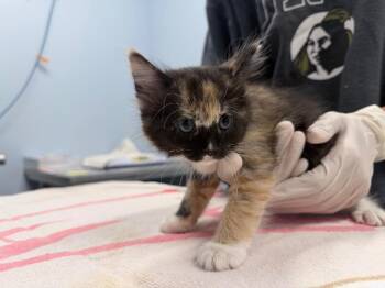 Nokia -  Domestic Medium Hair Cat for Adoption in Raleigh, North Carolina - Nokia | PetCurious