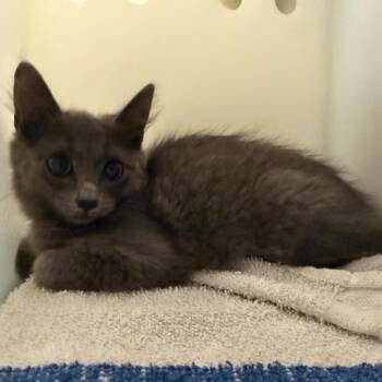 Todd -  Domestic Medium Hair Cat for Adoption in Pasadena, California - Todd | PetCurious