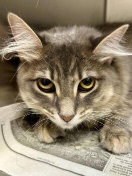 Big Baby -  Domestic Medium Hair Cat for Adoption in Wichita, Kansas - Big Baby | PetCurious