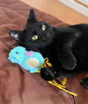 Fergie -  Domestic Short Hair Cat for Adoption - Fergie | PetCurious