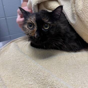 Lena -  Domestic Long Hair Cat for Adoption in West Olive, Michigan - Lena | PetCurious