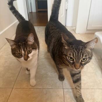 Rescue Domestic Short Hair and Tabby Cats for Adoption in San Francisco, California - Arrietty | PetCurious
