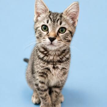 Poco -  Domestic Short Hair Cat for Adoption in Charlotte, North Carolina - Poco | PetCurious