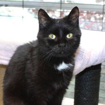 Abigail -  Domestic Short Hair Cat for Adoption in Port Washington, New York - Abigail | PetCurious