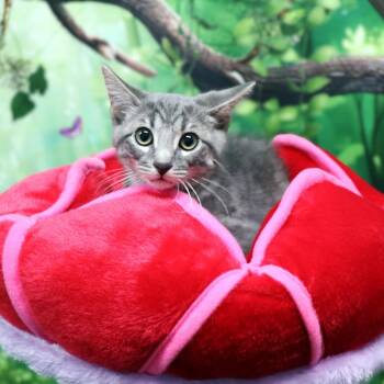 Thunder -  Domestic Medium Hair Cat for Adoption in Fairway, Kansas - Thunder | PetCurious