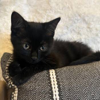 Domestic Short Hair Cats Available for Adoption - Joey Van Byssum  | PetCurious