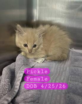 PICKLE -  Domestic Medium Hair Cat for Adoption in Holbrook, New York - PICKLE | PetCurious