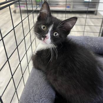 Tornado -  Domestic Medium Hair Cat Available for Adoption in Crookston, Minnesota - Tornado | PetCurious
