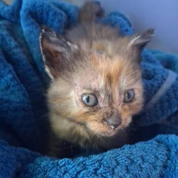 Pickles -  Domestic Short Hair Cat for Adoption in Aberdeen, Washington - Pickles | PetCurious
