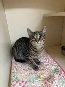 TABITHA -  Domestic Short Hair Cat for Adoption in Hastings, Michigan - TABITHA | PetCurious