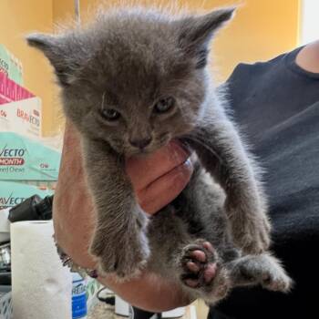 Sterling -  Domestic Short Hair Cat for Adoption in Corinth, Mississippi - Sterling | PetCurious