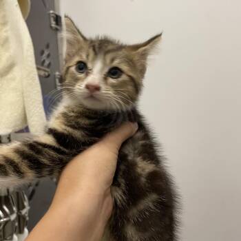 Triple Dipper -  Domestic Short Hair Cat for Adoption in Warwick, Rhode Island - Triple Dipper | PetCurious