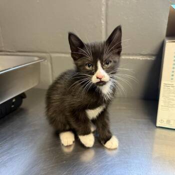 Domestic Short Hair Cats Available for Adoption in Tuscaloosa, Alabama - TUSC-Stray-84543_2_3 | PetCurious