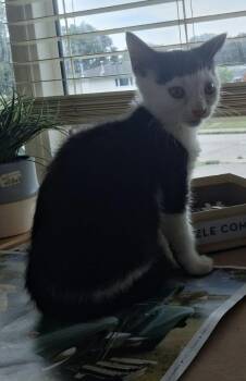Raspberry Beret -  Domestic Short Hair Cat for Adoption in Hamilton, Ontario - Raspberry Beret | PetCurious