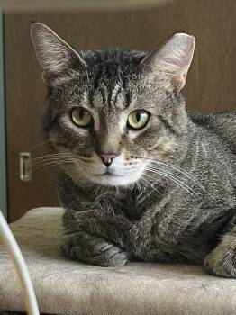 Curious George -  Domestic Short Hair Cat for Adoption in Cleveland, Ohio - Curious George | PetCurious