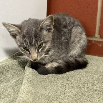 Rescue Domestic Short Hair Cats for Adoption in Cabot, Arkansas - (MED) Valero | PetCurious