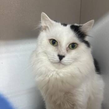 Domestic Long Hair Cats Available for Adoption in Hemet, California - Vancouver | PetCurious