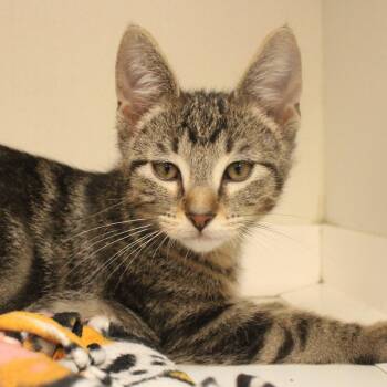 Ned -  Domestic Short Hair Cat for Adoption in Champaign, Illinois - Ned | PetCurious