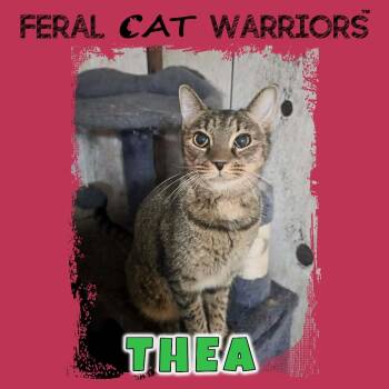 Rescue Domestic Short Hair Cats for Adoption in Kingman, Arizona - Thea | PetCurious