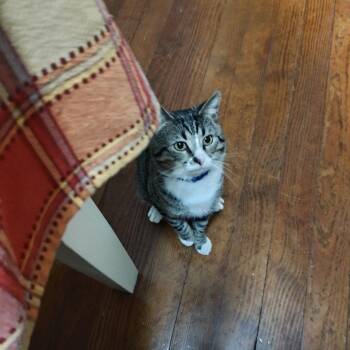 Domestic Short Hair Cats Available for Adoption - Nugget | PetCurious