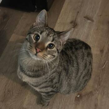 Domestic Short Hair Cats Available for Adoption - Po | PetCurious