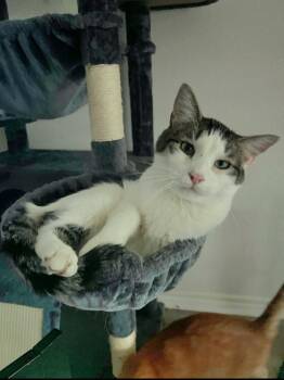 Domestic Short Hair Cats Available for Adoption - Kenzo | PetCurious