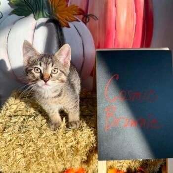 Cosmic Brownie -  Domestic Short Hair Cat for Adoption in Carmel, Indiana - Cosmic Brownie | PetCurious