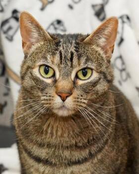 Domestic Medium Hair Cats Available for Adoption - Harley 307862 | PetCurious