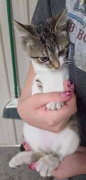 Bug -  Domestic Short Hair Cat for Adoption in Medford, Wisconsin - Bug | PetCurious