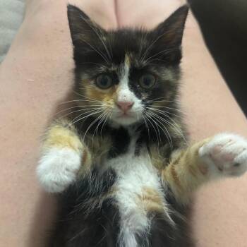 Ravioli -  Domestic Short Hair Cat for Adoption in Marshalltown, Iowa - Ravioli | PetCurious