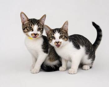 MOUSETACHIO & PISTACHIO -  Domestic Short Hair Cat for Adoption - MOUSETACHIO & PISTACHIO | PetCurious