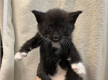 Domestic Short Hair Cats Available for Adoption in Thousand Palms, California - CRAWLEY | PetCurious