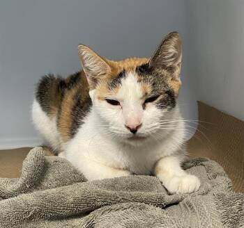 CLEO -  Domestic Short Hair Cat for Adoption in Palmetto, Florida - CLEO | PetCurious