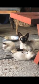 4 litters of kittens need fosters-to-adopt -  Siamese and Maine Coon Cat for Adoption in Torrance, California - 4 Litters Of Kittens Need Fosters-to-adopt | PetCurious