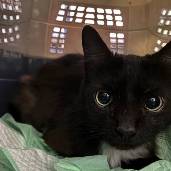 Domestic Long Hair Cats Available for Adoption in Huntington, West Virginia - Zelda | PetCurious