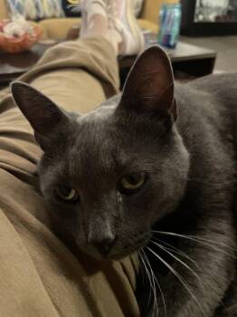 Nikola Tesla -  Domestic Short Hair Cat for Adoption in Ferndale, Michigan - Nikola Tesla | PetCurious