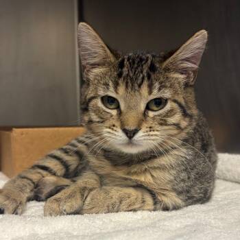 Selene -  Domestic Short Hair Cat for Adoption in Nashville, Tennessee - Selene | PetCurious